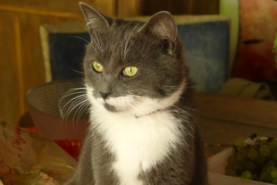 Disappearance alert Cat Male , 3 years Magnat-l'Étrange France