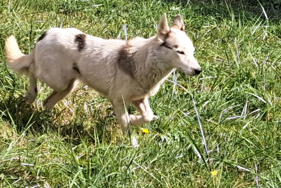 Discovery alert Dog  Female Moutier-Malcard France