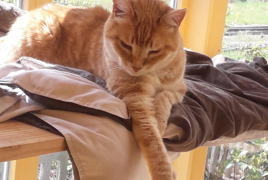 Alerte Disparition Chat Mâle , 18 ans Lavaufranche France