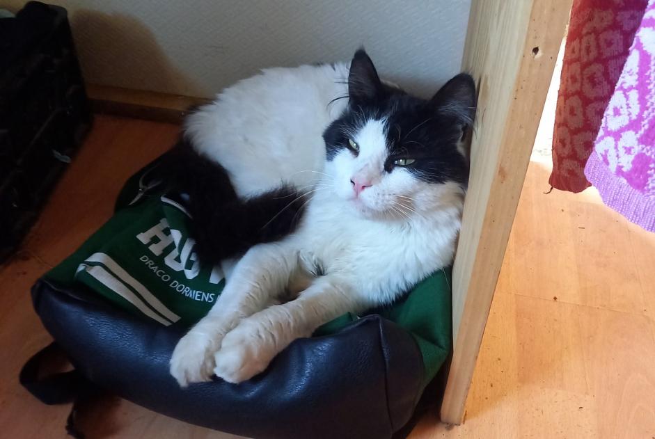 Alerte Disparition Chat croisement Mâle , 3 ans Saint-Silvain-sous-Toulx France Alerte Disparition Chat croisement Mâle , 3 ans Saint-Silvain-sous-Toulx France