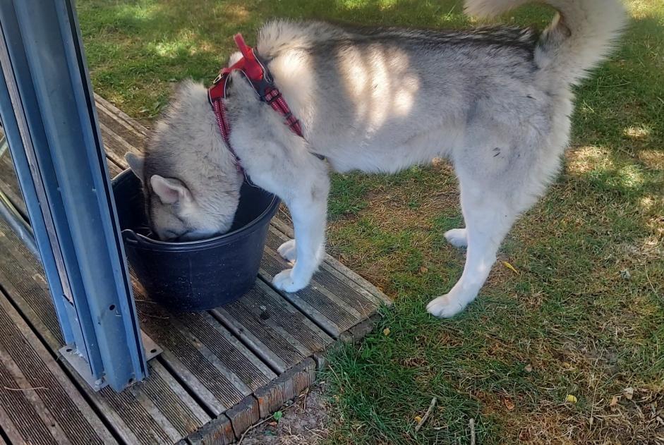 Alerte Découverte Chien Femelle Ajain France Alerte Découverte Chien Femelle Ajain France